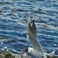 озерная чайка с уловом :: gawrilа - dan озерная чайка с уловом :: gawrilа - dan