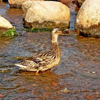 Утка на Финском заливе. :: VasiLina * Утка на Финском заливе. :: VasiLina *