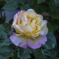 Глория  Дей :: Валентин Семчишин