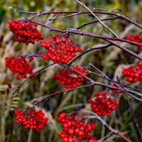 Рябина :: краснов юрий 