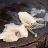 Грибы на чурке тополя . :: Виктор 