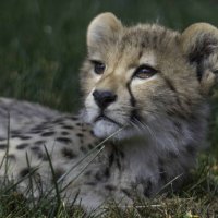 Cheetah cub :: Al Pashang 