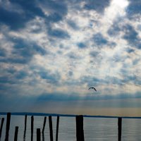 Одинокая чайка :: Alex Molodetsky