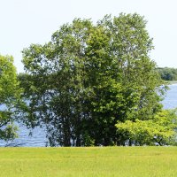 берег озера :: Любовь ***