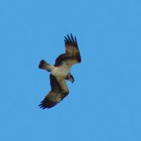 скопа :: gawrilа - dan