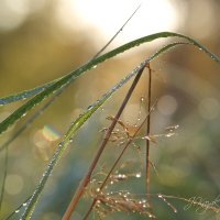 *** :: Елена Kазак (selena1965)