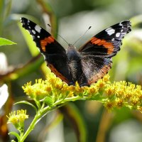 Из вчерашней съёмки 2 :: Александр Прокудин Из вчерашней съёмки 2 :: Александр Прокудин