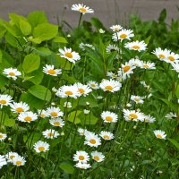 Было лето... :: Светлана 