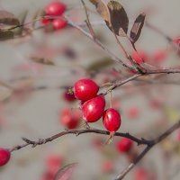 Осенний принт. :: Bosanat 