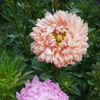 Цветы осени :: Ольга Цветы осени :: Ольга