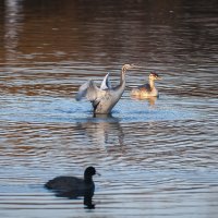 Молодая чомга. :: Вадим Басов Молодая чомга. :: Вадим Басов