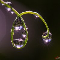 Капельки :: Андрей Пристяжнюк Капельки :: Андрей Пристяжнюк