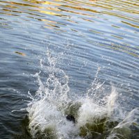 Вечернее купание ( вернее ныряние) :: Татьяна Лютаева