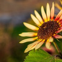 осень :: Петр 