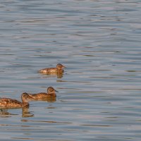 Уточки на водохранилище :: Сергей Цветков Уточки на водохранилище :: Сергей Цветков