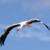 Захожу на боевой курс. :: Андрей Андреев Андреев