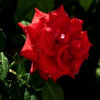 Алая роза :: Валентин Семчишин Алая роза :: Валентин Семчишин