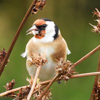 Щегол :: Лина Щегол :: Лина