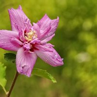 Про разный Гибискус... :: Николай Саржанов Про разный Гибискус... :: Николай Саржанов