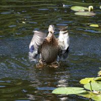 Вот такую поймал! :: Валерий Пославский
