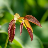 Орех который грецкий :: Игорь Сикорский