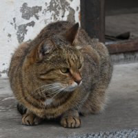 Владимирская область. Город Александров. Монастырский котик. :: Наташа *****