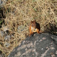 Угощение :: Ольга Угощение :: Ольга