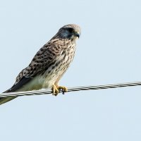 Пустельга. :: Владимир Безбородов