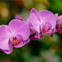 Орхидея :: Ирина С