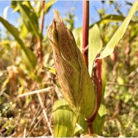 Початок. :: Валерия Комова