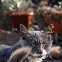 Котик :: Michel 