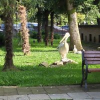 Грузия. Батуми. Батумский бульвар. :: Ольга Довженко