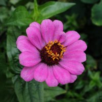 Циния :: Рита Симонова