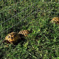 Египетские черепахи на природе,,, :: Анатолий Колосов Египетские черепахи на природе,,, :: Анатолий Колосов