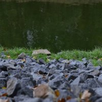 На природе. :: Наталья Вязигина