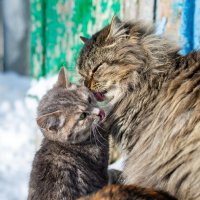 Кошачьи нежности :: Владимир Иванович