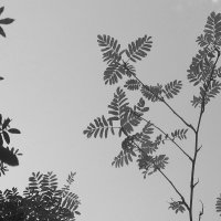 ...узоры.. :: galalog galalog