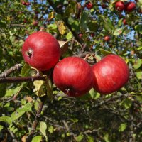 Дикие яблочки :: Елена Елена