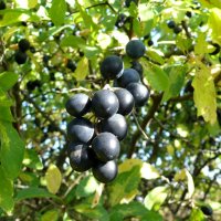 Терновая гроздь :: Елена Елена Терновая гроздь :: Елена Елена