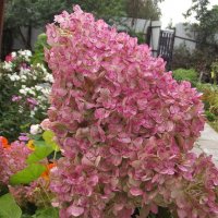 Гортензия :: Freddy 97