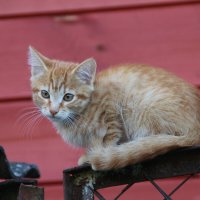 Наблюдатель. :: жанна нечаева Наблюдатель. :: жанна нечаева