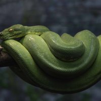 Green tree phyton :: Al Pashang 