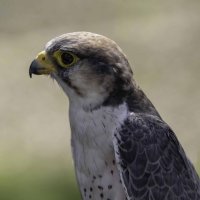 Lanner falcon :: Al Pashang Lanner falcon :: Al Pashang