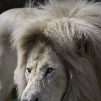 White lion :: Al Pashang 