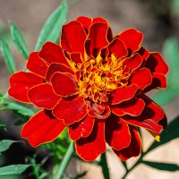 *** :: Виктор Иванович Чернюк *** :: Виктор Иванович Чернюк