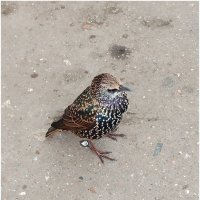 *** :: Татьяна Осипова(Deni2048)