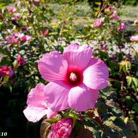 В ростовском экопарке Первая миля :: Нина Бутко В ростовском экопарке Первая миля :: Нина Бутко