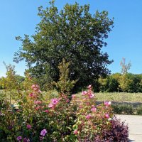 В ростовском экопарке Первая миля :: Нина Бутко