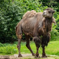 Про верблюда... :: Николай Гирш