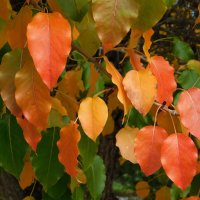 Ветка груши в сентябре :: Наиля Ветка груши в сентябре :: Наиля